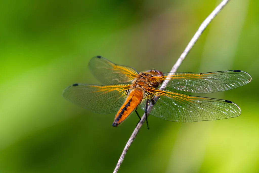 Libellule fauve sur nos carrières