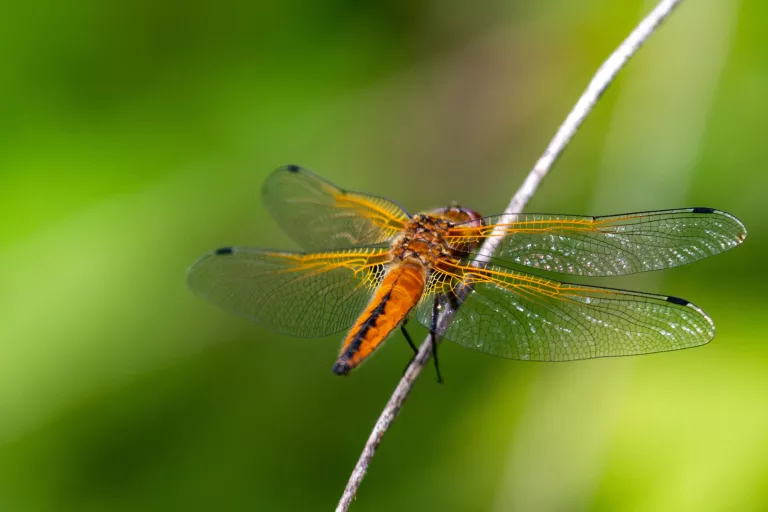 Illustration of Nos engagements RSE