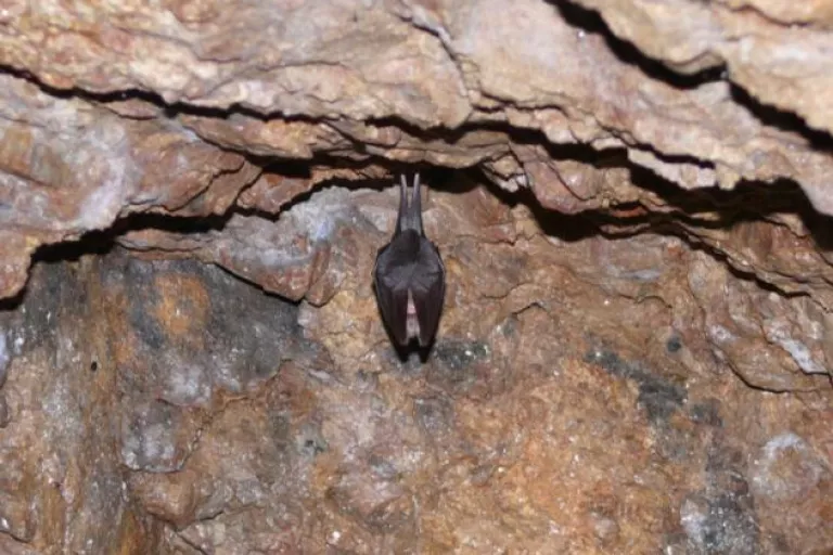 Chauve-souris dans une cavité aménagée en carrière pour favoriser la biodiversité locale