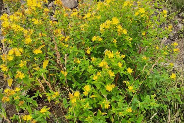 Végétation spontanée et floraison sur site de carrière réhabilité favorisant le retour des insectes pollinisateurs