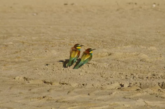 Deux guêpiers d'Europe posés sur un banc de sable de la gravière d'Osselle, un habitat favorable à la nidification de cette espèce emblématique.