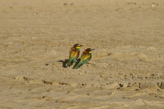 Deux guêpiers d'Europe posés sur un banc de sable de la gravière d'Osselle, un habitat favorable à la nidification de cette espèce emblématique.