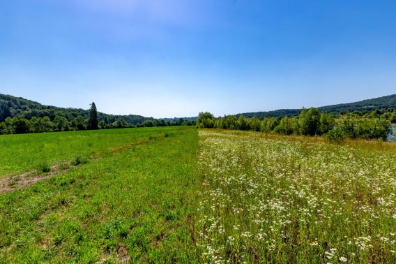 Prairie fleurie aménagée sur le site de la gravière d'Osselle, favorisant le développement de la biodiversité et la restauration progressive des habitats naturels.