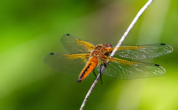 Libellule fauve femelle (Libellula fulva) posée sur une tige, vue rapprochée illustrant les détails des ailes et du corps dans son habitat naturel.