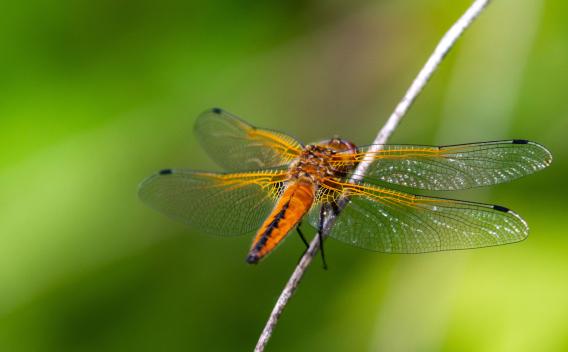 Libellule fauve femelle (Libellula fulva) posée sur une tige, vue rapprochée illustrant les détails des ailes et du corps dans son habitat naturel.