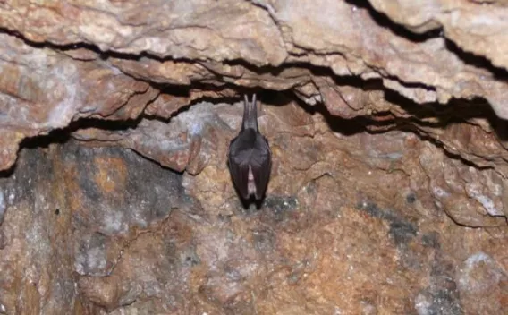 Chauve-souris dans une cavité aménagée en carrière pour favoriser la biodiversité locale