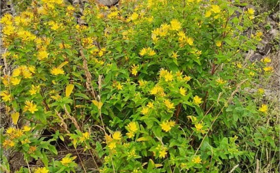 Végétation spontanée et floraison sur site de carrière réhabilité favorisant le retour des insectes pollinisateurs