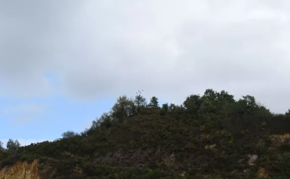 Front de taille végétalisé en carrière illustrant la réhabilitation écologique et l’accueil de la faune