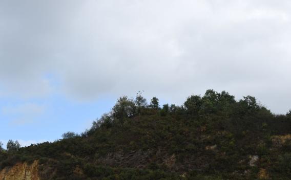 Front de taille végétalisé en carrière illustrant la réhabilitation écologique et l’accueil de la faune