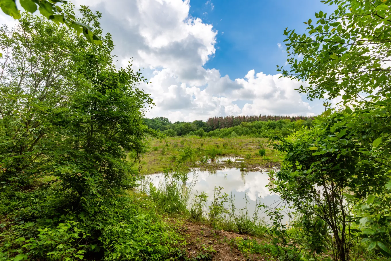 Site de Montois-la-Montagne, vue d’un plan d’eau entouré de végétation, illustrant la réhabilitation paysagère et l’intégration environnementale d’un ancien site d’exploitation.