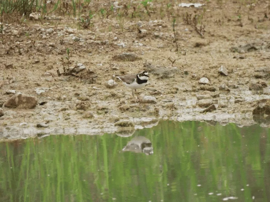 Petit gravelot observé sur le site de Saint-Didier-la-Forêt, en bord de plan d’eau, illustrant la biodiversité présente sur les sites d’exploitation et leur intégration dans l’environnement naturel.