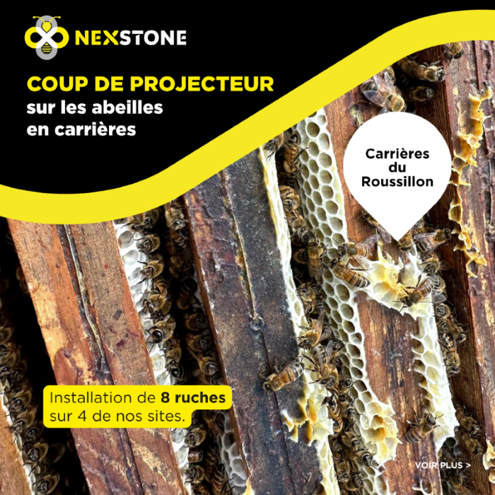 Abeilles sur les cadres d’une ruche installée dans une carrière Nexstone du Roussillon dans le cadre d’une démarche en faveur de la biodiversité.
