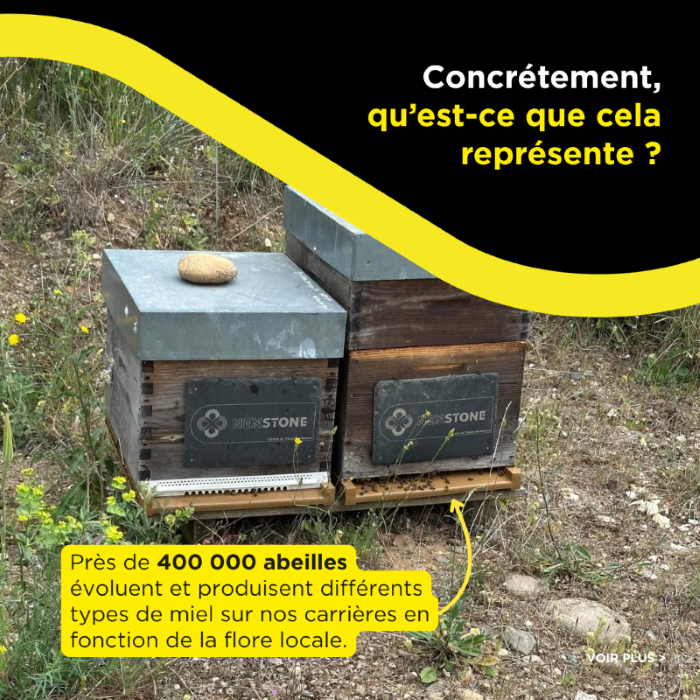 Ruches implantées sur une carrière Nexstone accueillant près de 400 000 abeilles et favorisant le développement de l’apiculture locale.