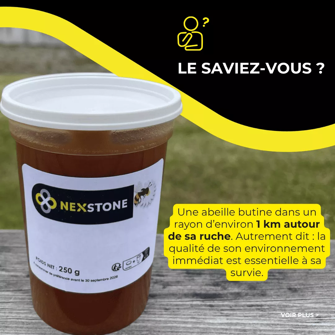Une abeille butine dans un rayon d’environ 1 km autour de sa ruche. Autrement dit : la qualité de son environnement immédiat est essentielle à sa survie.