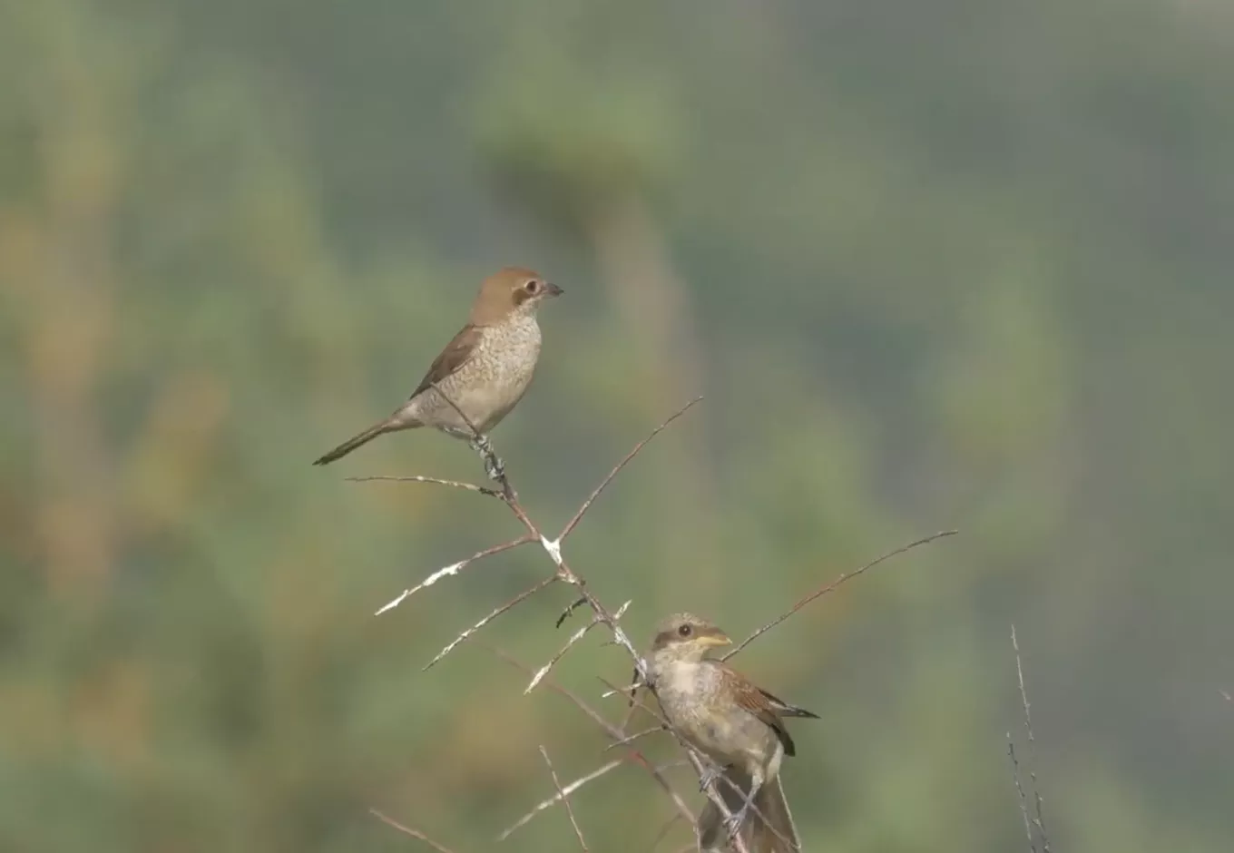 Pie-grièche écorcheur observés dans le cadre du suivi de la biodiversité à la carrière Nexstone de Grézac