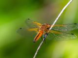 Libellule fauve femelle (Libellula fulva) posée sur une tige, vue rapprochée illustrant les détails des ailes et du corps dans son habitat naturel.