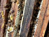 Gros plan sur une colonie d’abeilles dans une ruche installée sur une carrière Nexstone pour observer et valoriser les écosystèmes locaux.