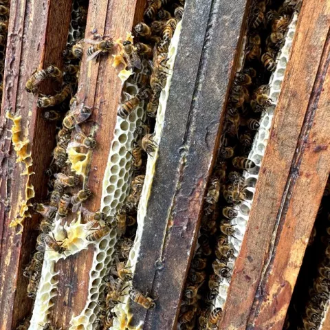 Illustration of Des abeilles dans nos carrières : une initiative locale au service de la biodiversité